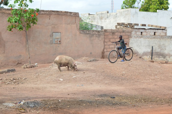 Tambacounda bambino e maiale